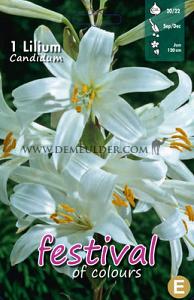 Lilium Candidum 20/22 (x12x1)