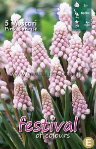 Muscari Pink Sunrise 5/+ (x12x5)