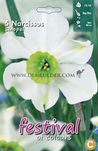 Narcissus Sinopel 12/14 (x12x5)