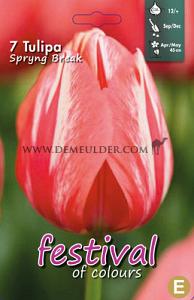 Tulips Spryng Break 12/+ (x12x7)