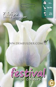 Tulips White Liberstar 12/+ (x12x7)