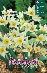 Tulips Turkestanica 7/+ (x12x10)