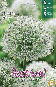 Allium Mount Everest 20/+ (x12x1)