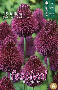 Allium Sphaerocephalon 5/+ (x12x15)