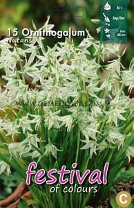 Ornithogalum Nutans 6/+ (x12x15)