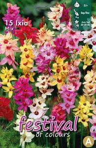 Ixia Mixed 5/+ (x12x15) (Summer)