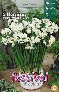 Narcissus Paperwhite Ziva 14/15 (x8x5)