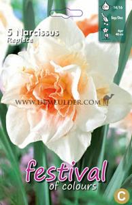 Narcissus Replete 14/16 (x8x5)