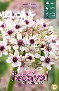 Allium Silver Spring 12/+ (x12x1)
