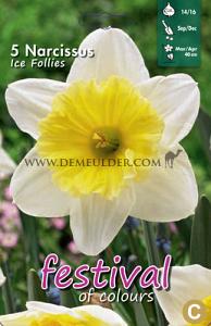 Narcissus Ice Follies 14/16 (x8x5)
