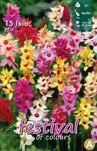 Festival Winter Miscellaneous Ixia Gemengd 5/+ (x12x15) (Winter)