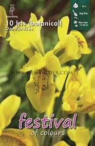 Iris Danfordiae 5/+ (x12x10)