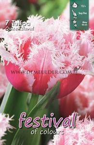 Tulips Queensland 11/12 (x12x7)