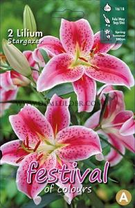 Lilium Star Gazer Max Oriental (x14x2) 16/18 (Summer)