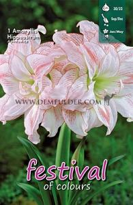Amaryllis Aphrodite 30/32 (x5x1)