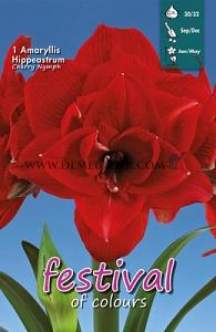 Amaryllis Cherry Nymph 30/32 (x5x1)
