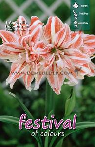 Amaryllis Dancing Queen 30/32 (x5x1)