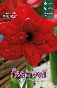 Amaryllis Double Dragon 30/32 (x5x1)