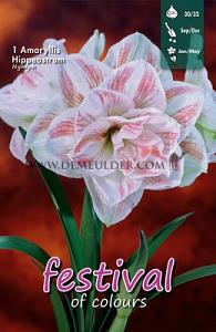 Amaryllis Nymph (Nilla) 30/32 (x5x1)