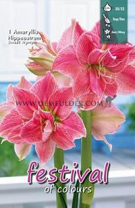 Amaryllis Sweet Nymph 30/32 (x5x1)