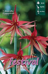 Amaryllis Sumatra 28/30 (x5x1)