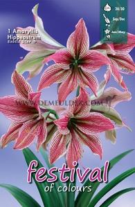 Amaryllis Exotic Star 28/30 (x5x1)