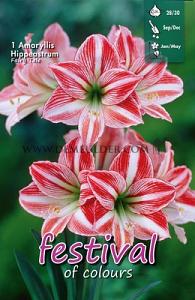 Amaryllis Fairytale 28/30 (x5x1)