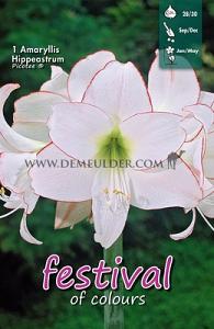 Amaryllis Picotee 28/30 (x5x1)