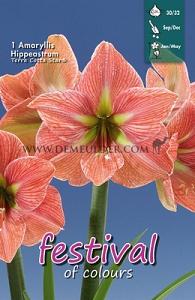 Amaryllis Terracotta Star 30/32 (x5x1)