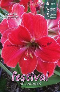 Amaryllis Magical Touch 30/32 (x5x1)