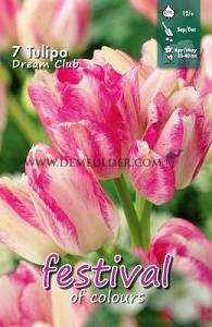 Tulips Dream Club 12/+ (x12x7)