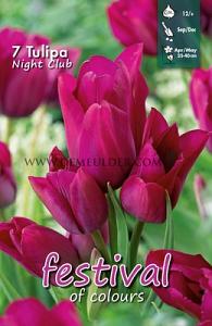 Tulips Night Club 12/+ (x12x7)