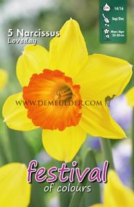Narcissus Loveday 14/16 (x8x5)
