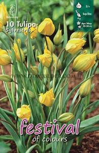 Tulips Sylvestris 5/+ (x12x10)