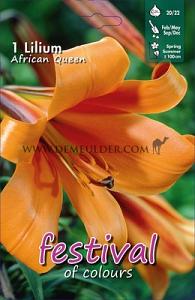 Festival Winter Lilium Lilium African Queen 20/22 (x14x1)