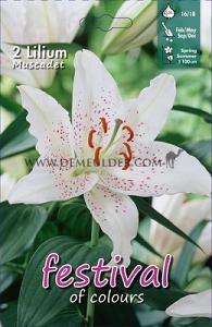 Festival Spring Lilium Lilium Muscadet 16/18 (x14x2)