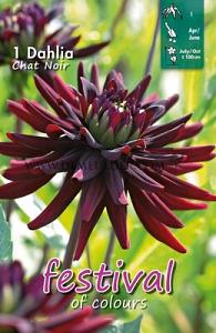 Festival Spring Dahlia Cactus Of Semicactus Dahlia Chat Noir I (x14x1)