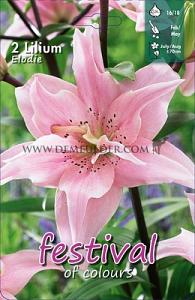 Festival Spring Lilium Lilium Elodie 16/18 (x14x2)