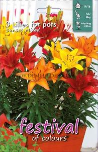 Festival Spring Lilium Lilium Sunset Mix 14/16 (x14x3)