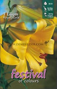 Pre-packed Lilium Golden Splendour 20/22 (x14x1)
