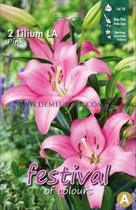 Pre-packed Lilium La Pink 16/18 (x14x2)