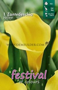 Pre-packed Zantedeschia Yellow 18/+ (x14x1)