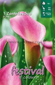 Pre-packed Zantedeschia Pink 18/+ (x14x1)