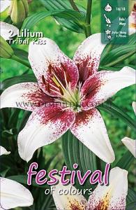 Festival Winter Lilium Lilium Tribal Kiss 16/18 (x14x2)