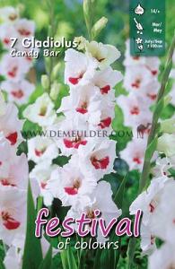 Pre-packed Gladiolus Candy Bar 14/16 (x10x7)