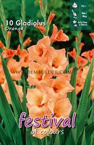 Festival Spring Gladiolus Large Flowered Gladiolus Oranje 14/+ (x10x10)