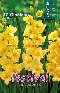 Festival Spring Gladiolus Large Flowered Gladiolus Geel 14/+ (x10x10)