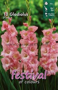 Festival Spring Gladiolus Large Flowered Gladiolus Roze 14/+ (x10x10)