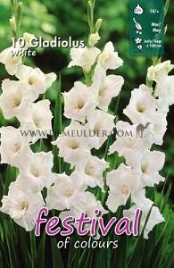 Festival Spring Gladiolus Large Flowered Gladiolus Wit 14/+ (x10x10)