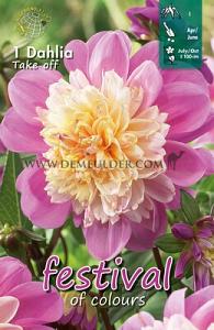 Festival Winter Dahlia Anemone Flowered Dahlia Take Off I (x14x1)